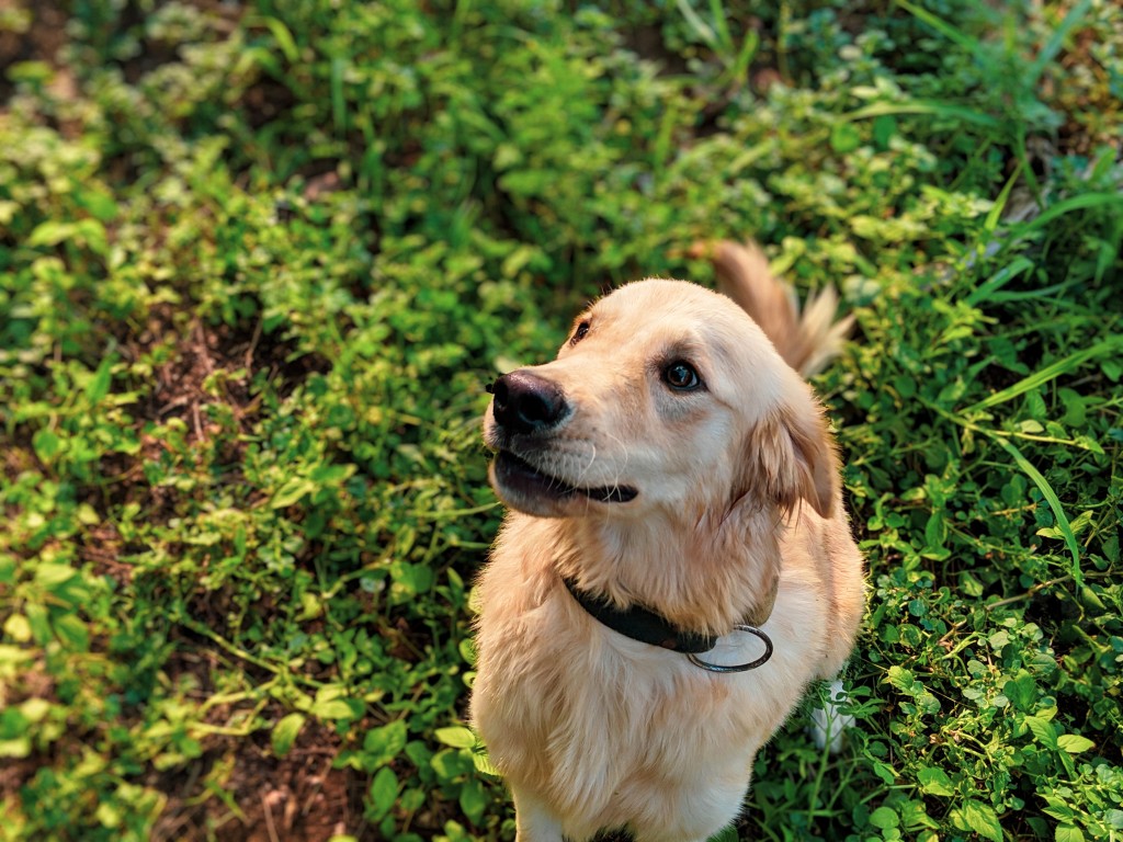 golden retriever service dog