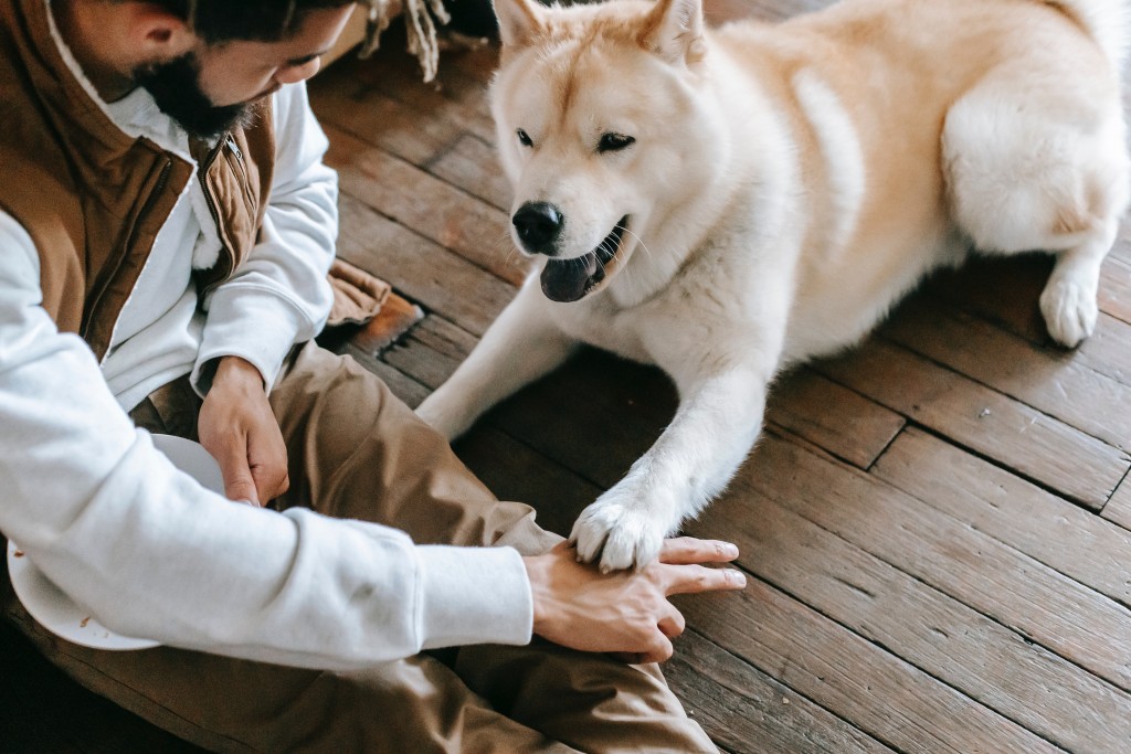 service dog training