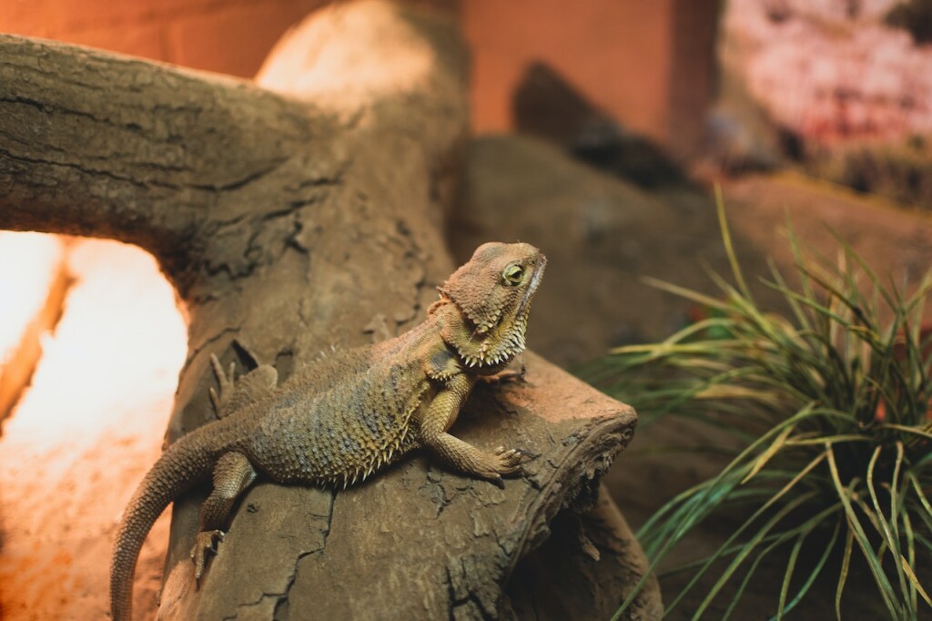 bearded dragons