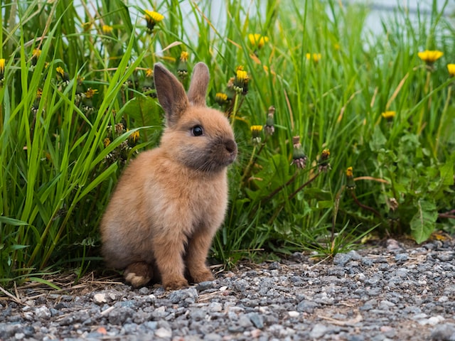 Interesting Facts You Might Not Know About Rabbits - Service Animal  Registry of CaliforniaService Animal Registry of California