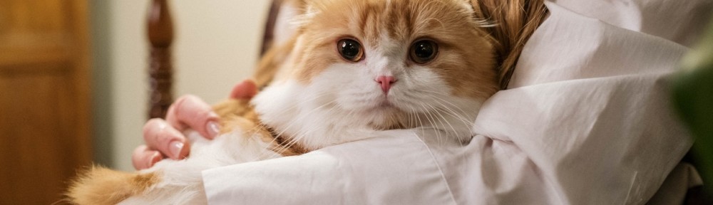 The Best Hypoallergenic Cat Breeds for People Who Need Emotional Support - Service  Animal Registry of CaliforniaService Animal Registry of California